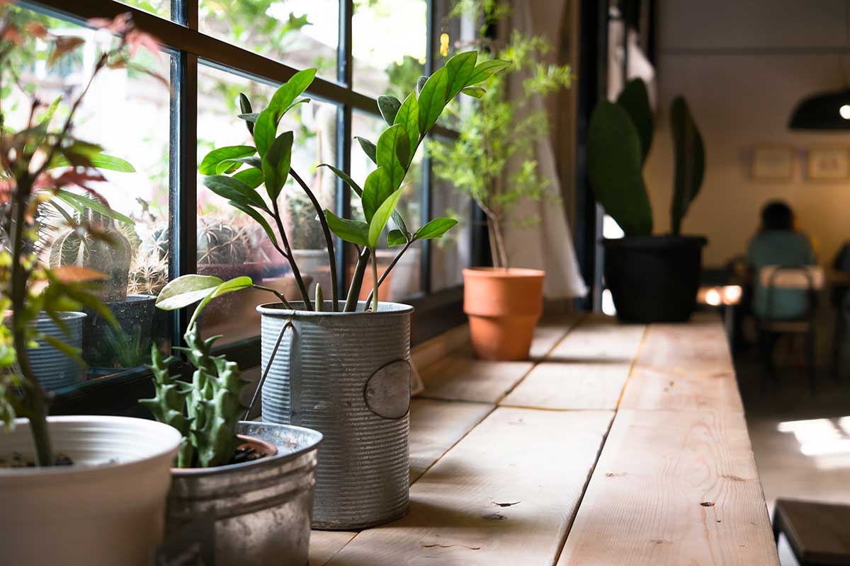 6 Toxins Most Found in Your Home Air and Plants That Can Remove Them