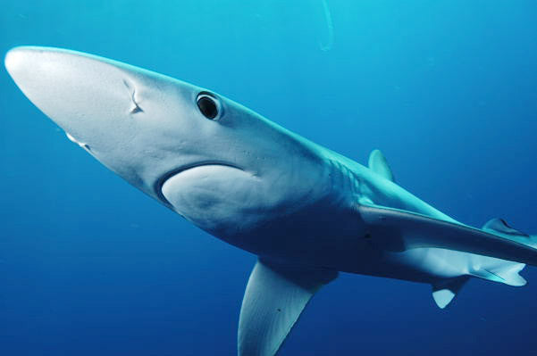 10 Shark Superlatives in Honor of Shark Week