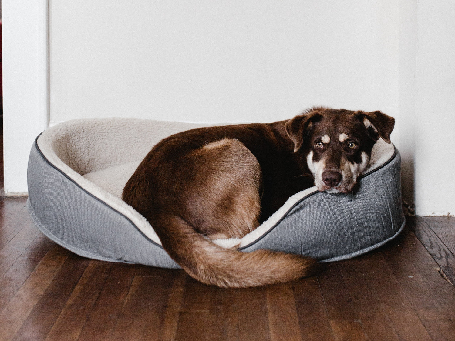 You're Washing Your Pet Beds Wrong!