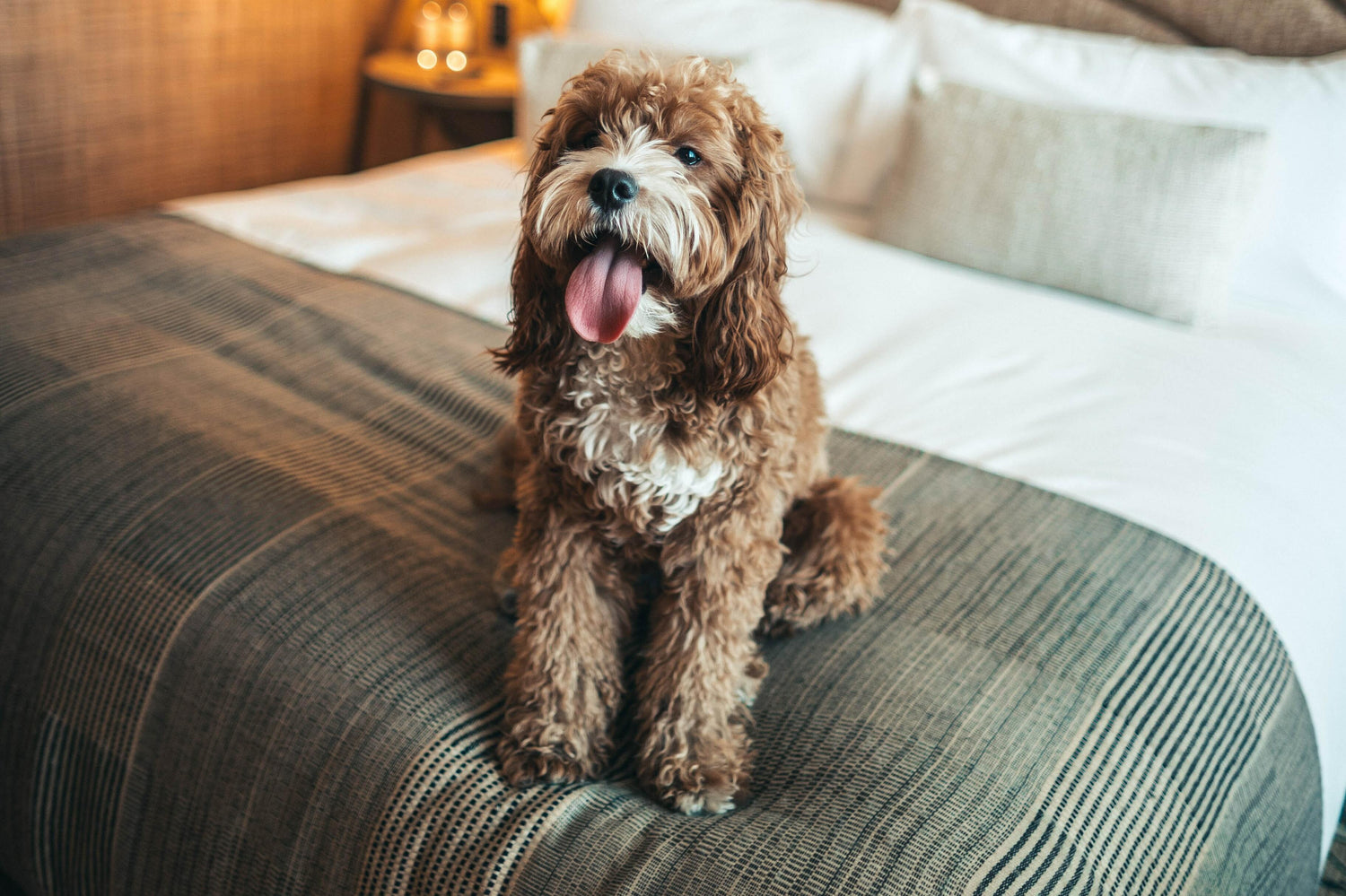 How to Remove Pet Stains (and Smells) from Your Home