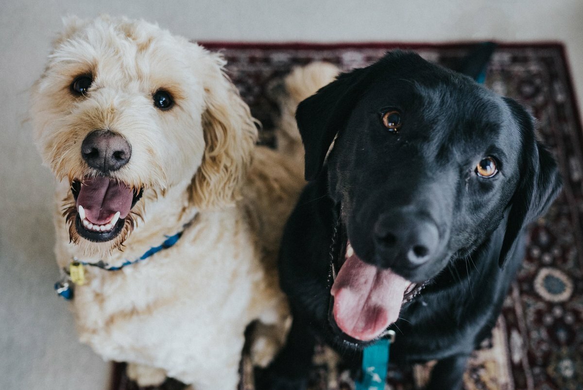 How to Keep a House with Pets Clean