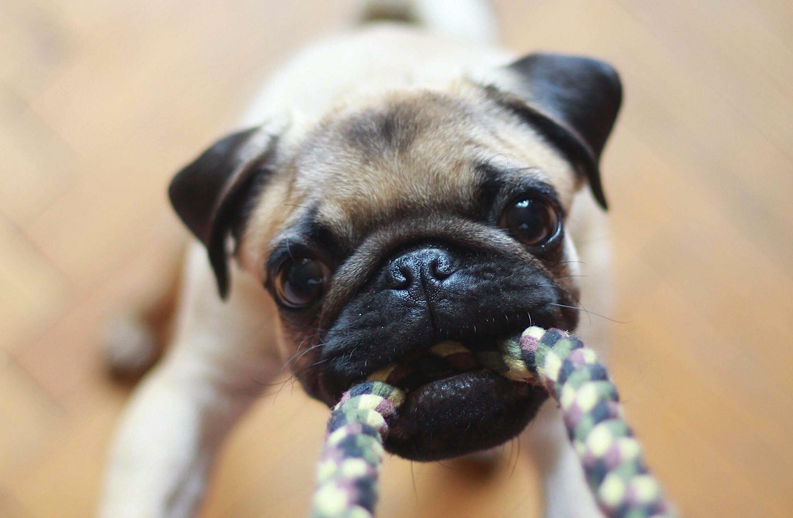 Cleaning Pet Toys and Bedding